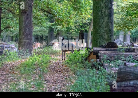Un pacchetto di cervi nel mezzo della foresta Foto Stock