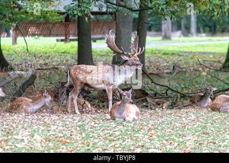 Un pacchetto di cervi nel mezzo della foresta Foto Stock
