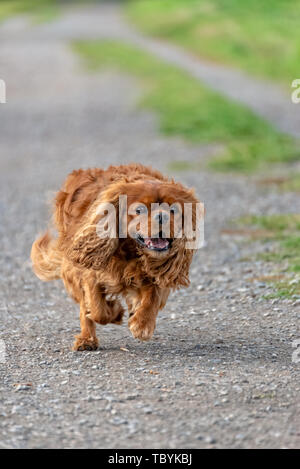 Cavalier King Charles Spaniel cane in marrone ruby Foto Stock