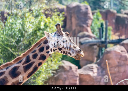 La giraffa corre attraverso la steppa in Africa Foto Stock