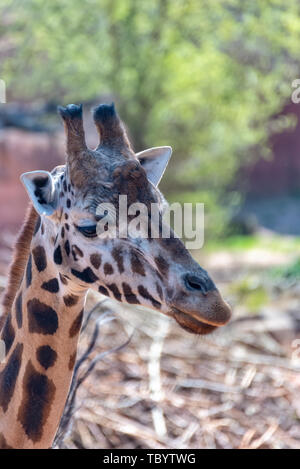 La giraffa corre attraverso la steppa in Africa Foto Stock