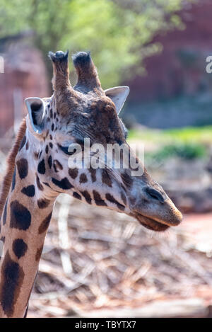 La giraffa corre attraverso la steppa in Africa Foto Stock