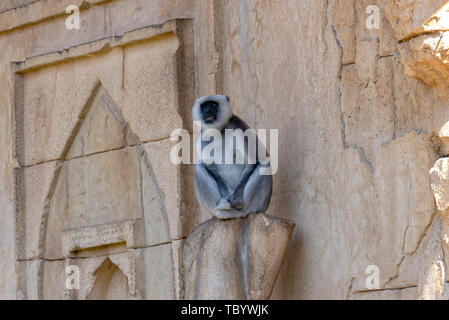 Hulman Langur si siede su una pietra e orologi Foto Stock