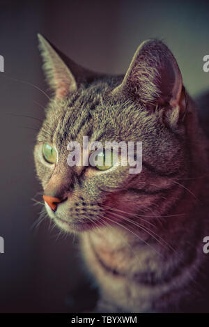 Grigio a strisce bianche european short hair cat Foto Stock