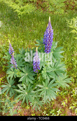 O di lupino lupin, Lupinus perennis, in un blu brillante color porpora crescente selvatici nel campo Foto Stock