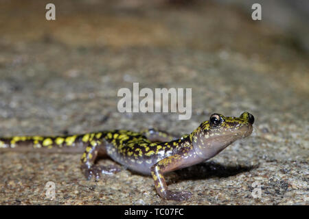 Salamandra verde - Aneides aeneus Foto Stock