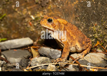 Arancione il rospo americano - Bufo americani Foto Stock