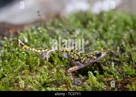 Salamandra verde - Aneides aeneus Foto Stock