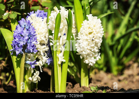 Giacinto di bellissime piante che crescono all'aperto Foto Stock