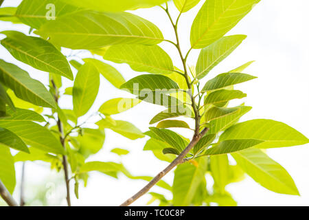 Foglia di zucchero o apple anone Foto Stock
