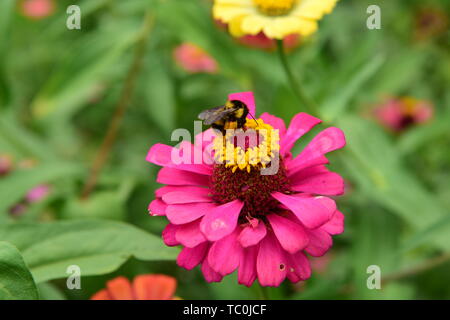 Crisantemo butterfly Foto Stock