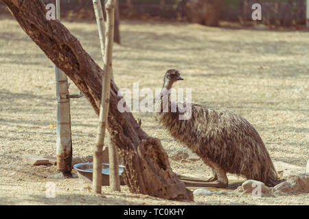 Lo struzzo guardando intorno allo zoo. Foto Stock