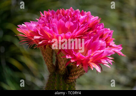 Close up. Rosso e viola grande, bella e fiori colorati di echinopsis hedgehog cactus in fiore nel giardino di cactus Foto Stock