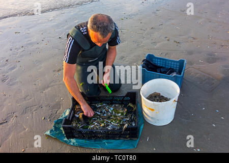 Ordinamento Shrimper catture di gamberi da trascinare net sulla spiaggia catturati lungo la costa del Mare del Nord Foto Stock