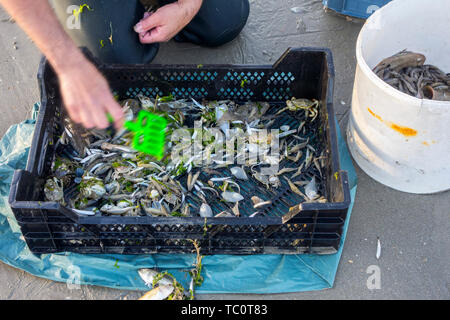 Shrimper le catture di pesca di gamberi da trascinare net sulla spiaggia che mostra i gamberetti, i granchi e pesci come il sole, lesser weever, sgombri pescati lungo la costa del Mare del Nord Foto Stock