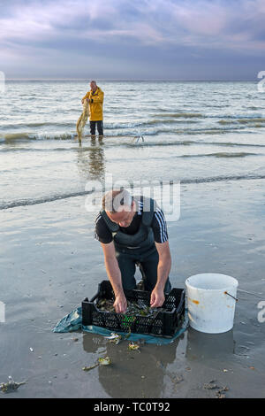 Ordinamento Shrimpers catture di gamberi da trascinare net / dragnet sulla spiaggia catturati lungo la costa del Mare del Nord al crepuscolo Foto Stock