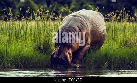 Africa Zimbabwe, animali, naturale primitivo, ippopotami, Zambezi Foto Stock