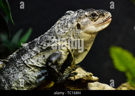 Utila codato spinoso Iguana presso lo Zoo di Londra, London, England, Regno Unito Foto Stock