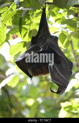 Frutto bat, lo Zoo di Londra, London, England, Regno Unito Foto Stock