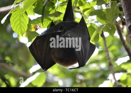 Frutto bat, lo Zoo di Londra, London, England, Regno Unito Foto Stock