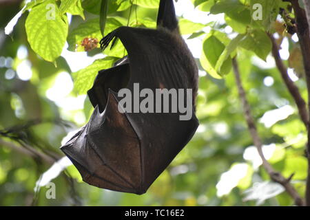Frutto bat, lo Zoo di Londra, London, England, Regno Unito Foto Stock