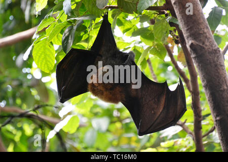 Frutto bat, lo Zoo di Londra, London, England, Regno Unito Foto Stock