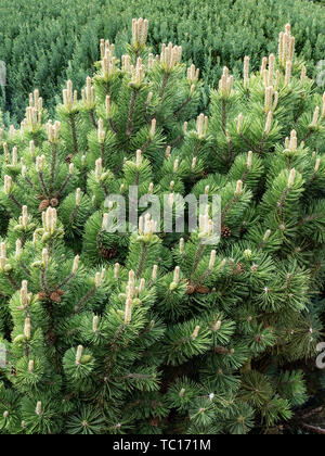 Un grande impianto di Pinus mugo mostra coperto di fiori maschili Foto Stock