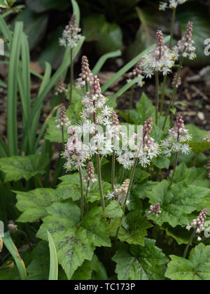 Tiarella Inkblot crescente sul bordo di un bosco ombreggiato bed Foto Stock