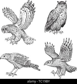 Set di uccelli realistiche. Owl e Eagle. Disegnato a mano disegno vettoriale in incisa in stile grafico. Illustrazione Vettoriale