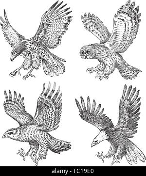 Set di uccelli realistiche. Astore, Albanella pallida, Nibbio, la civetta e l'aquila. Disegnato a mano disegno vettoriale in incisa in stile grafico. Illustrazione Vettoriale