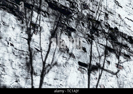 Vecchio edificio parete con intonaco mancanti e albero ombre, in monocromatico. Foto Stock