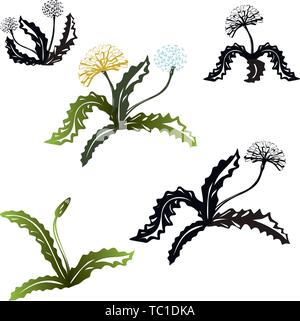 Set di fiori di rosette tarassaco. Silhouette nera e colorfull. Illustrazione Vettoriale