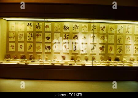 Exhibition Hall di cinese materiali medicinali Foto Stock