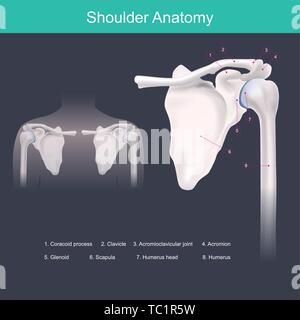 Spalla, braccio, testa omerale, giunto, scapola, omero, labrum, bicipite, muscolo, del reparto di ortopedia, dolore, affaticamento, cartilagine, forte, calcio, f Illustrazione Vettoriale