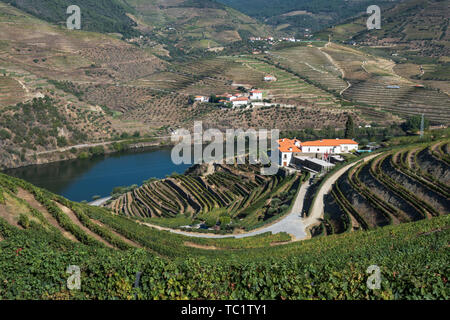Guardando verso il basso sulla quinta edifici in lussureggianti vigneti terrazzati su una collina lungo il fiume nella valle del Douro in autunno Foto Stock