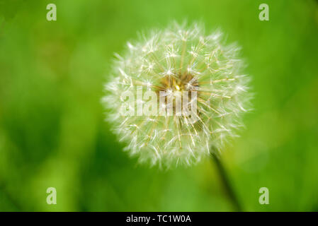 Macro tarassaco con semi su sfondo verde Foto Stock