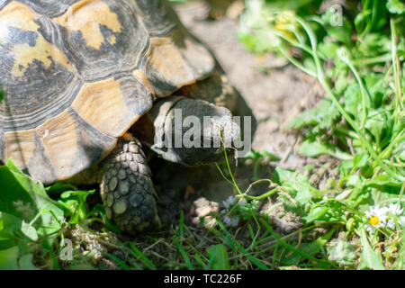 Hermann's tartaruga facendo una passeggiata in erba verde sulla giornata di sole Foto Stock