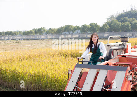 Giovane donna cinese agonomist in golden campo di cereali con piccole harvester Foto Stock