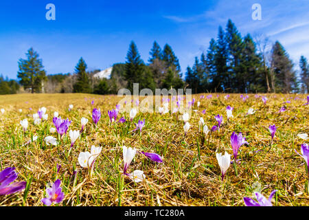 Bianco e viola crocus fioriture dei fiori sul prato di primavera Foto Stock