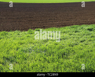 Grano verde piante nel campo durante la maturazione e il campo arato in primavera Foto Stock
