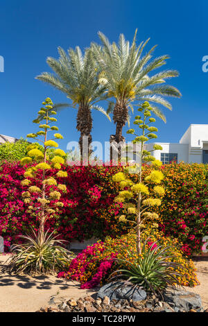 Paesaggio residenziale su Raimondo Road, Palm Springs, California, Stati Uniti d'America. Foto Stock