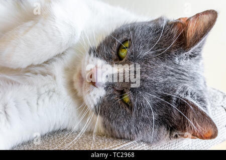 In prossimità della testa di un grigio e bianco gatto sdraiati su una sedia Foto Stock
