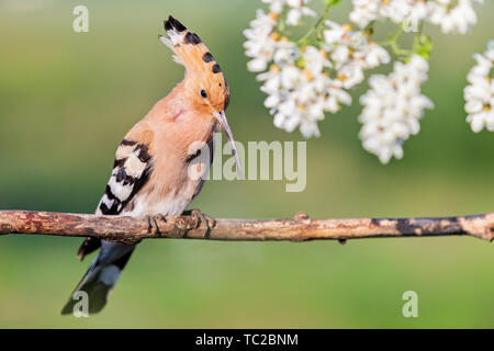 Upupa canta nei colori di acacia Foto Stock