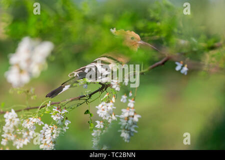 Upupa seduto tra i fiori di acacia Foto Stock