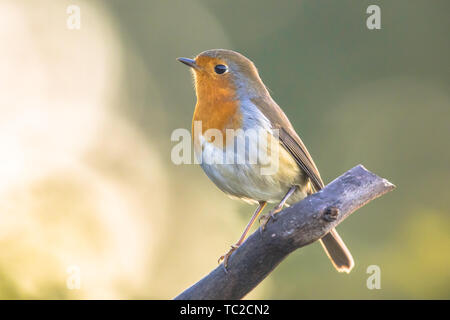 Unione red robin (Erithacus rubecula) arroccato su stick con luminosi back lit. La luce del mattino in giardino Foto Stock