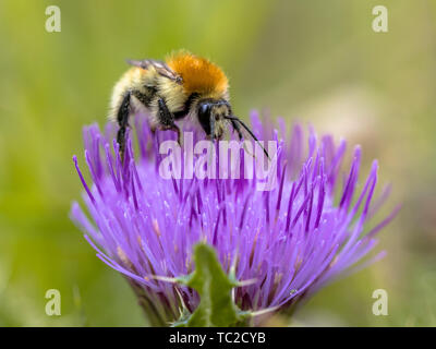 Great yellow bumblebee (Bombus distinguendus). Wild bee on wildflower eating nectar in nature reserve in Cevennes, France Foto Stock