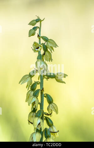 Wild Orchid Bergonii Green-Yellow muelleri Helleborine crescente nella valle del Viroin Belgio Foto Stock