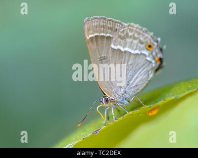 Viola (hairstreak Neozephyrus quercus) farfalla mangiare zuccheri su foglie di quercia Foto Stock