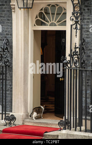 Londra, Regno Unito. Il 4 giugno, 2019. Larry il gatto di entrare 10 Downing street il secondo giorno di U.S. Il presidente e la First Lady del tre-giorni di visita di Stato. Gary Mitchell/Alamy Live News. Foto Stock