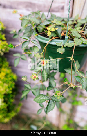 Agricoltura di vasi da giardino Eco organico fragola appeso nel giardino serra a primavera. Bio stagionali di frutta e il giardinaggio Foto Stock